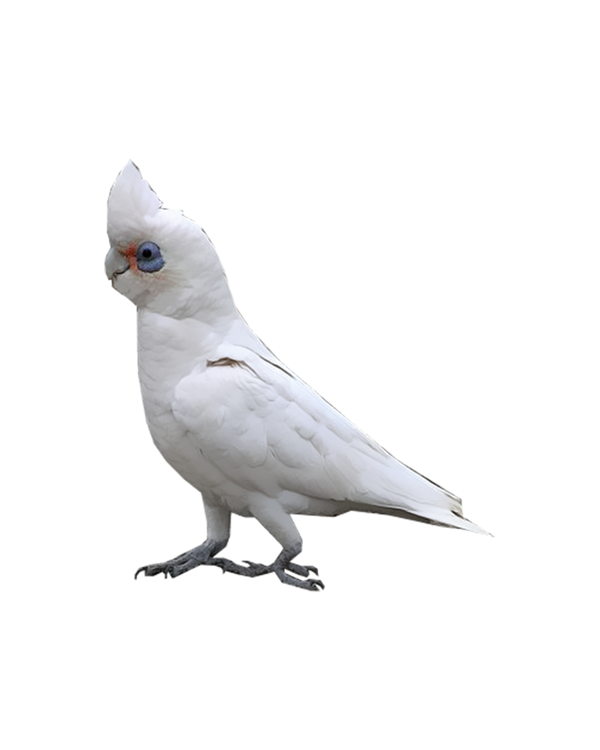 کورلا کوچولو