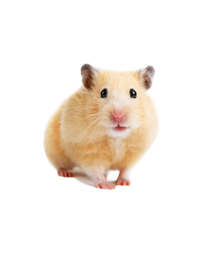 سوری