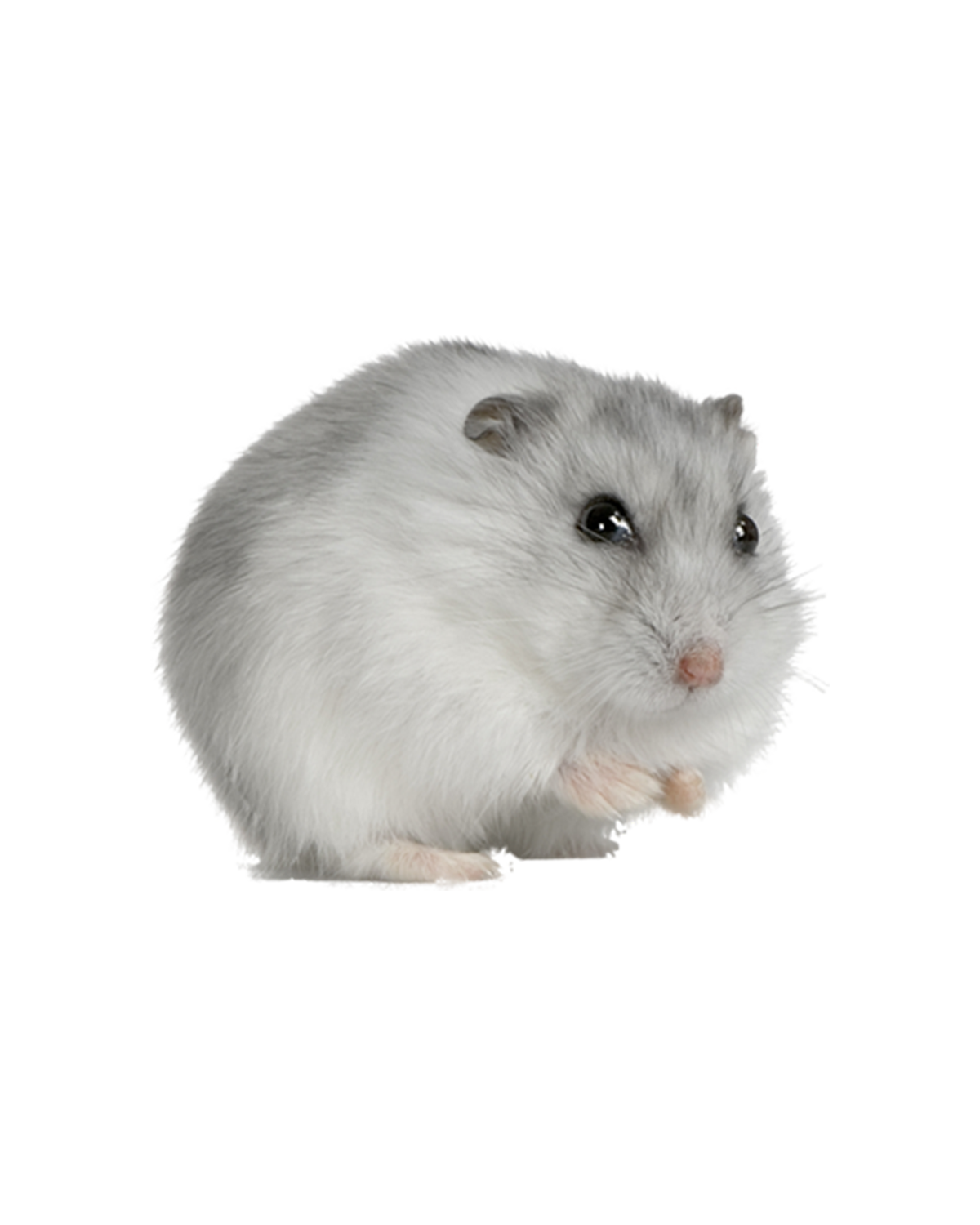 زمستان سفید